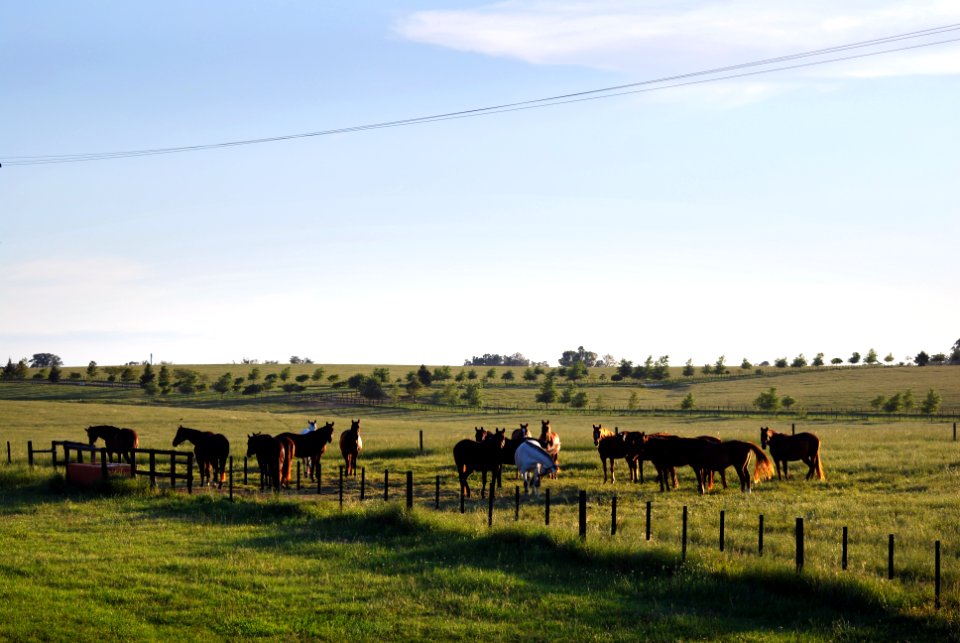 Bag, Brazil, Horse farm