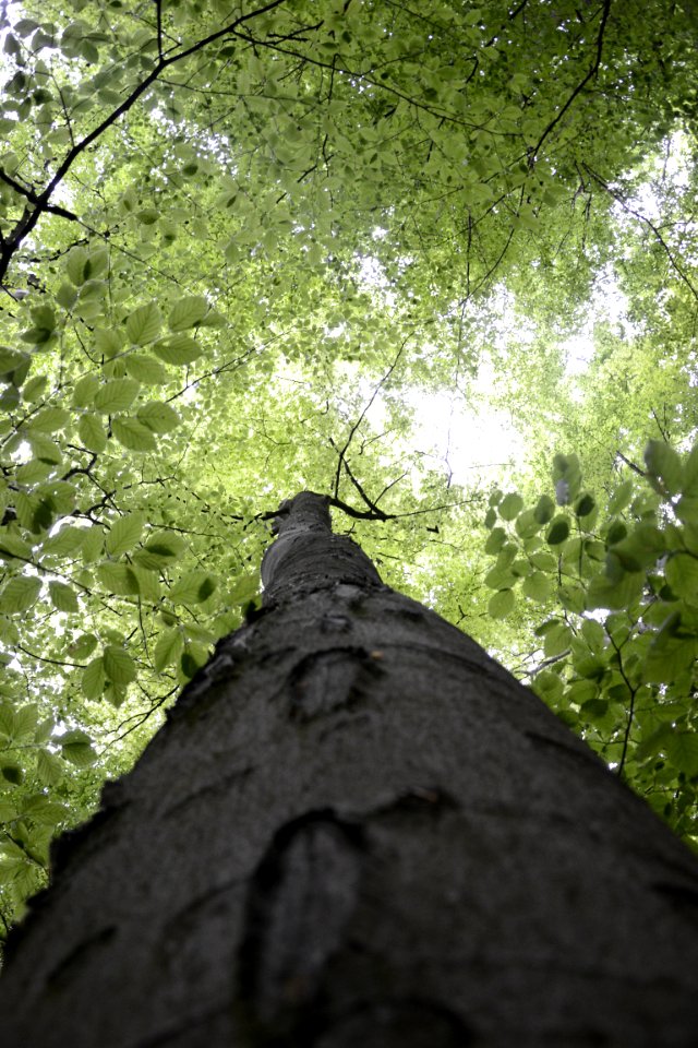 Light, Forest, Tree