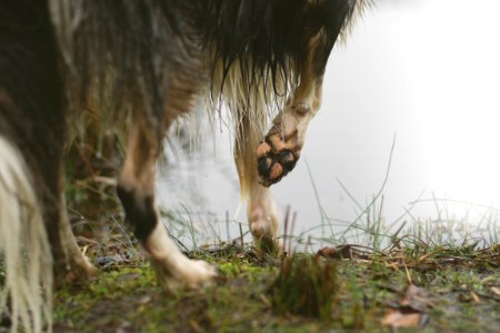 long-coated black animal walking on grass photo