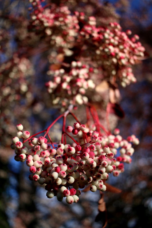 Closeup, Fruit, Tree