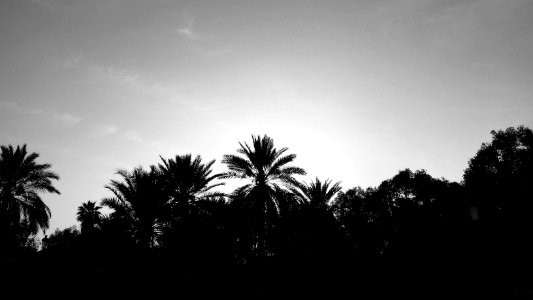 Sharjah, United arab emirates, Trees