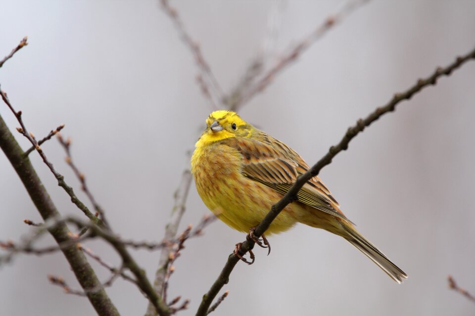 Songbird yellow animal