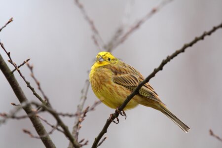 Songbird yellow animal photo
