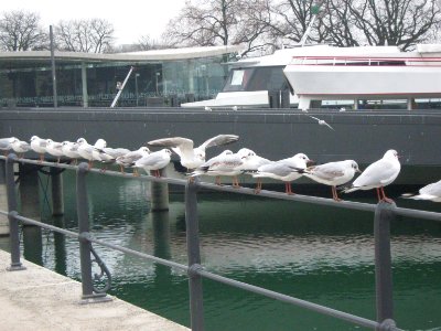 Ship, Water, Birds