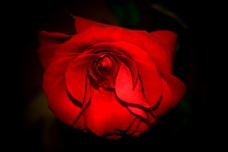 Russia, Rose, Flowers