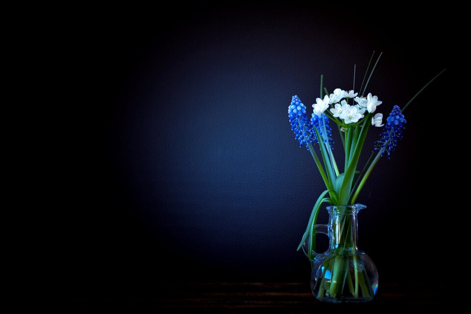 Leek flower white hyacinth photo