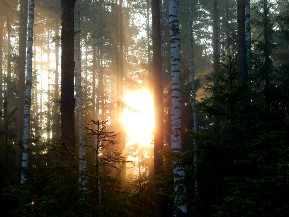 golden hour photography of forest trees
