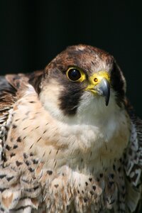 Falconer hunter wildlife