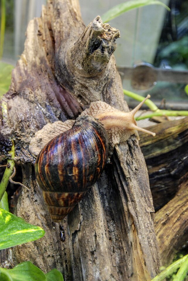 Mollusk shell land snail