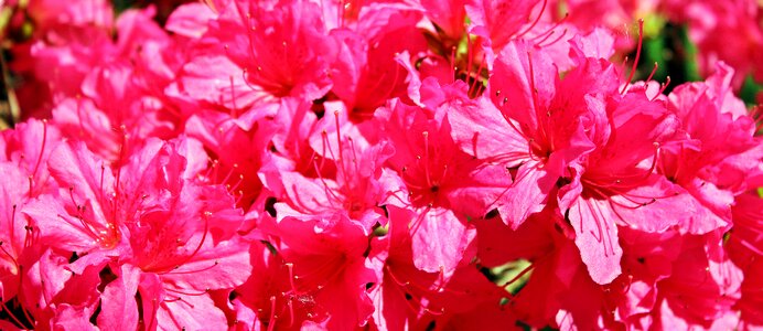 Pink flowers plant garden