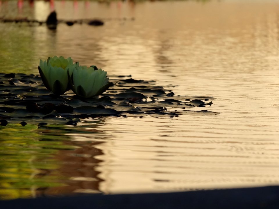 Nature, Beautiful, Lily photo