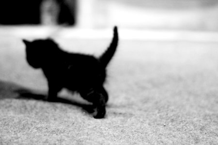 Tail, Blurry, Black photo