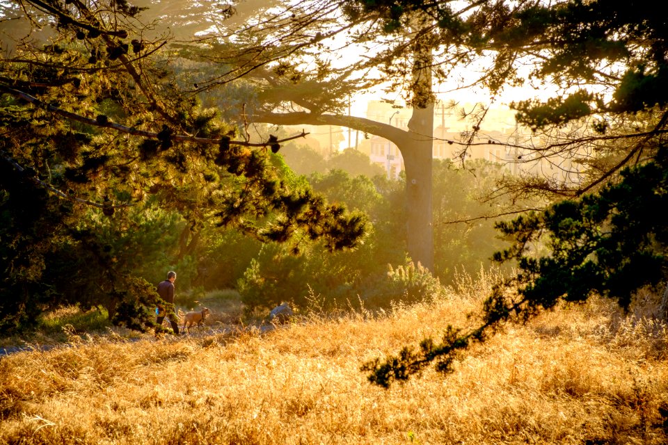San francisco, Golden gate park, United states
