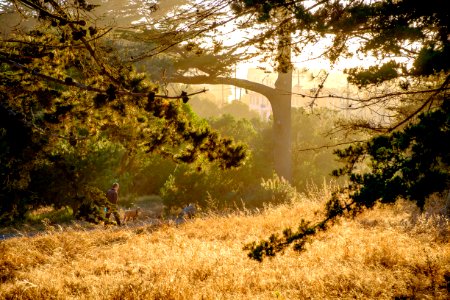 San francisco, Golden gate park, United states photo