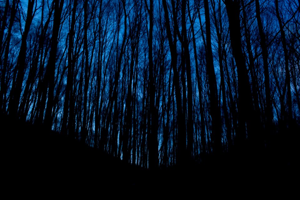 silhouette photo of forest trees