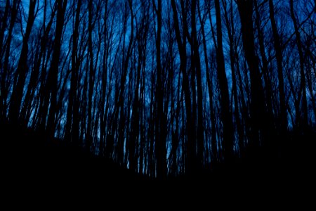 silhouette photo of forest trees photo