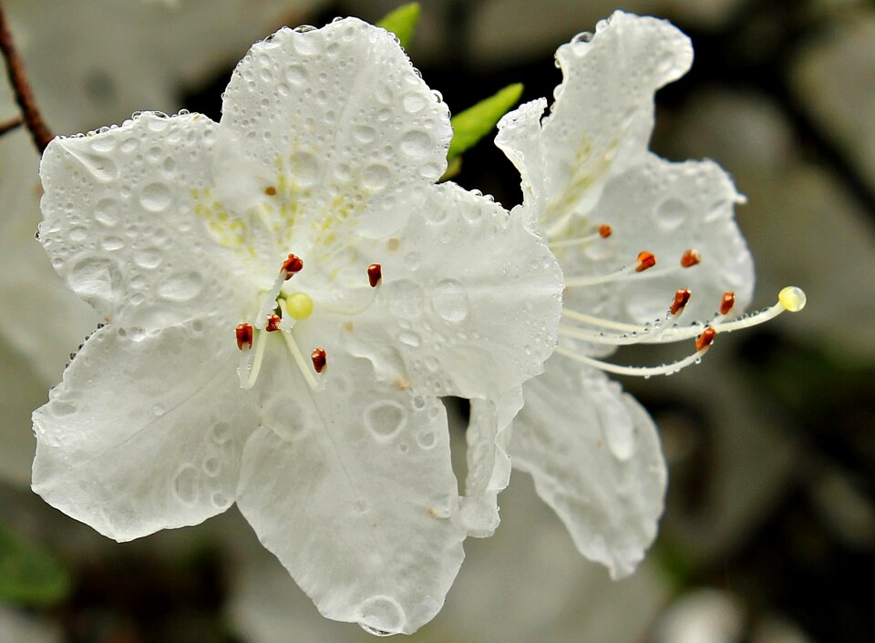 Spring close up drop of water