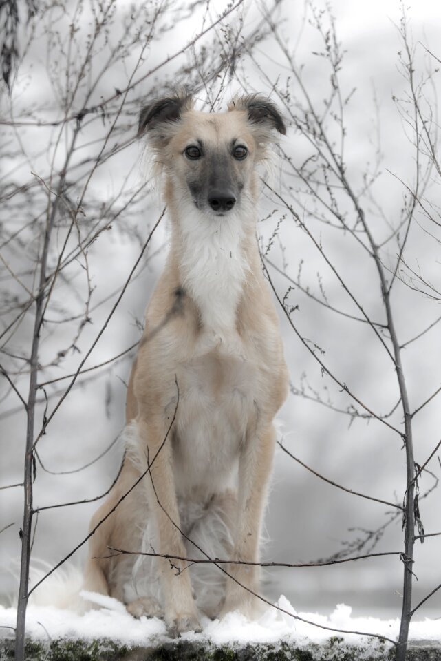 Silken wind sprite dog dog in the snow