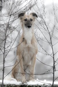 Silken wind sprite dog dog in the snow