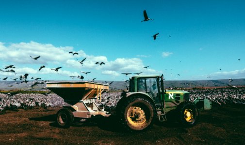Agamon hula, Israel, Cranes
