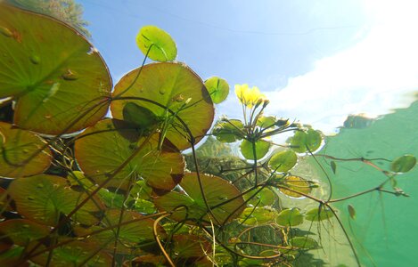 Aquatic plants biotope pond