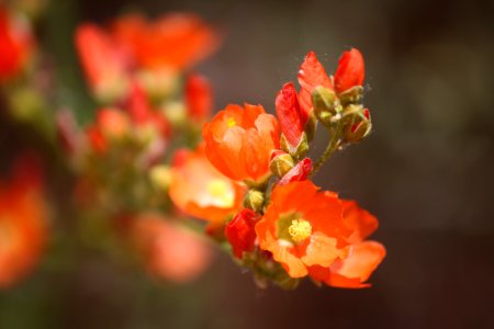 Cedar mesa, United states, Bloom photo