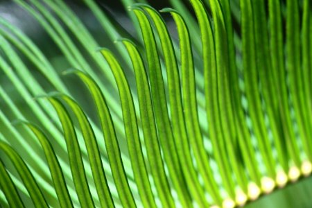 green leaves under sunny sky photo