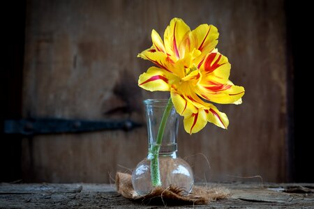 Bloom yellow red vase photo