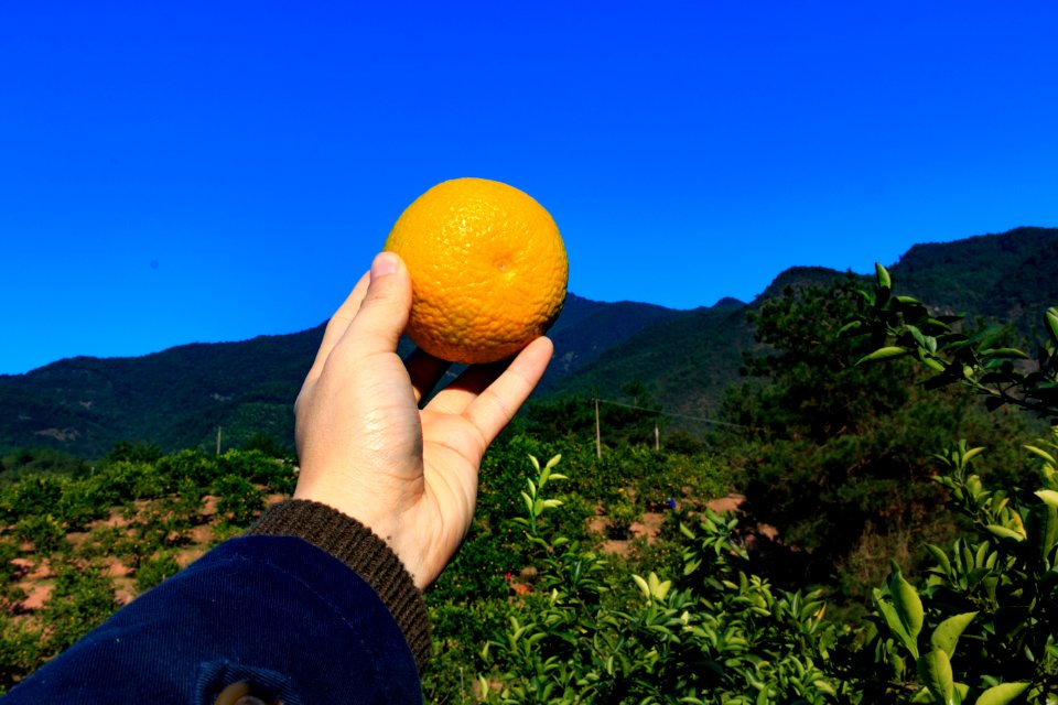 Bluesky, Mountain, Orchard