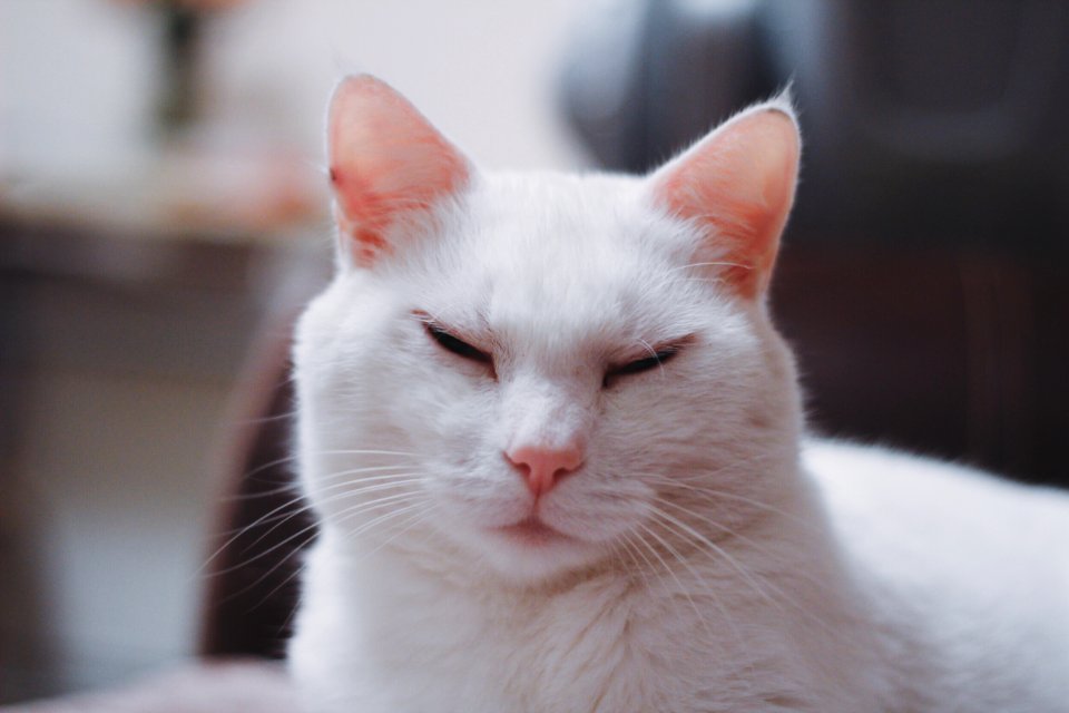 Newcastle upon tyne, United kingdom, Kitty