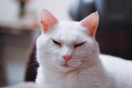 Newcastle upon tyne, United kingdom, Kitty