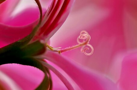 Tender flower pink