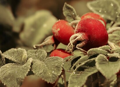 Rose frost night