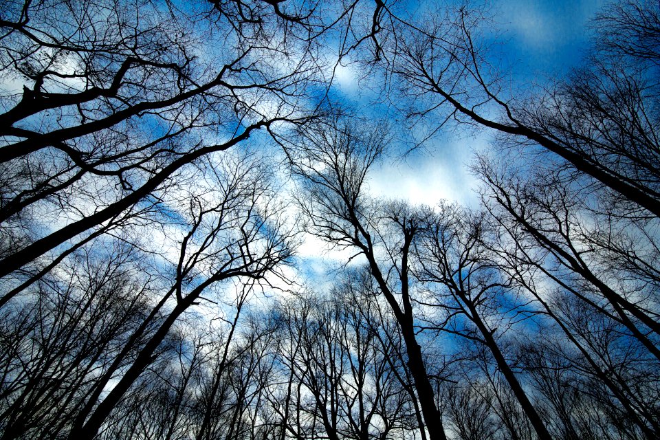bare trees under orange sky