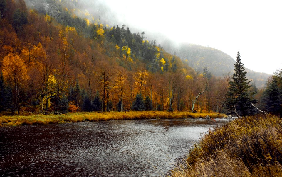 green and brown trees beside river during daytime photo