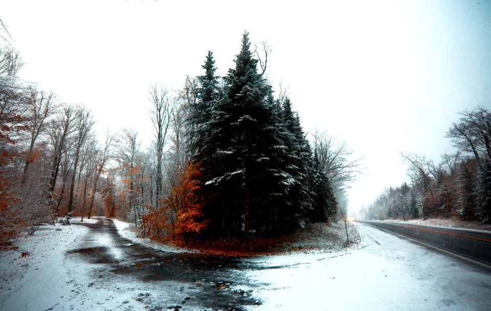 snow covered road between trees