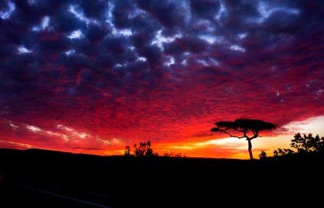 silhouette of trees under cloudy sky during sunset photo