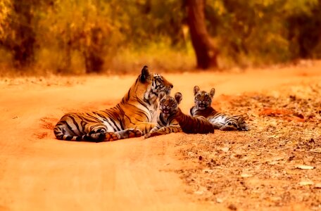 Mother cubs cute