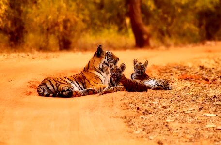 Mother cubs cute photo