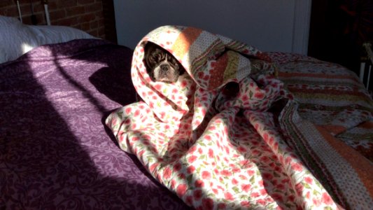 Bed, Sleep, Frenchie