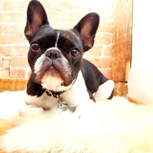 Tired, Ears, Eyes