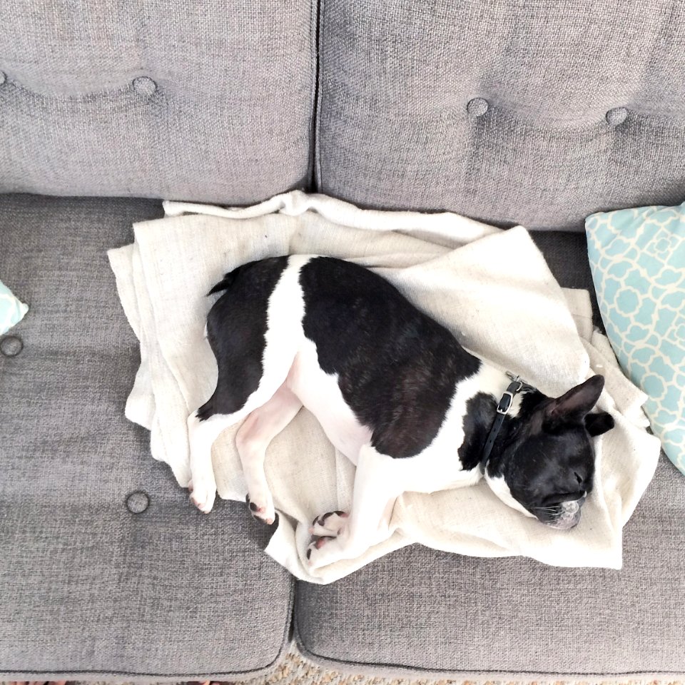 Puppy, Frenchie, Bulldog