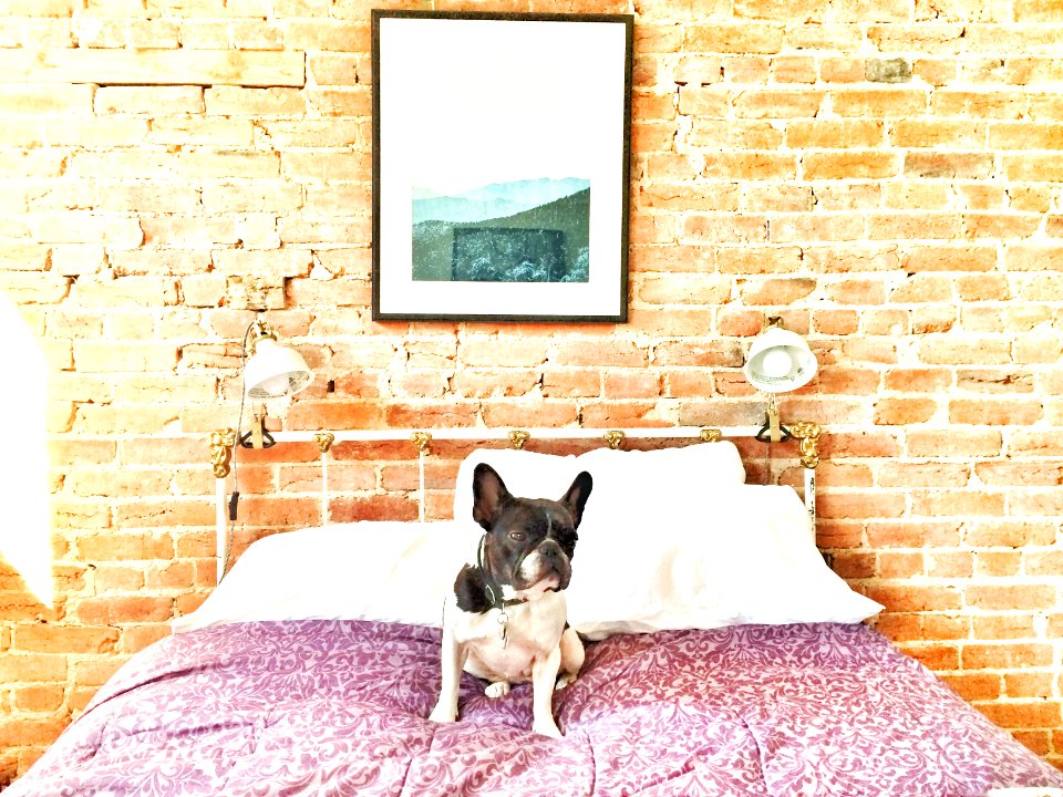 Frenchie, Tired, Sleepy