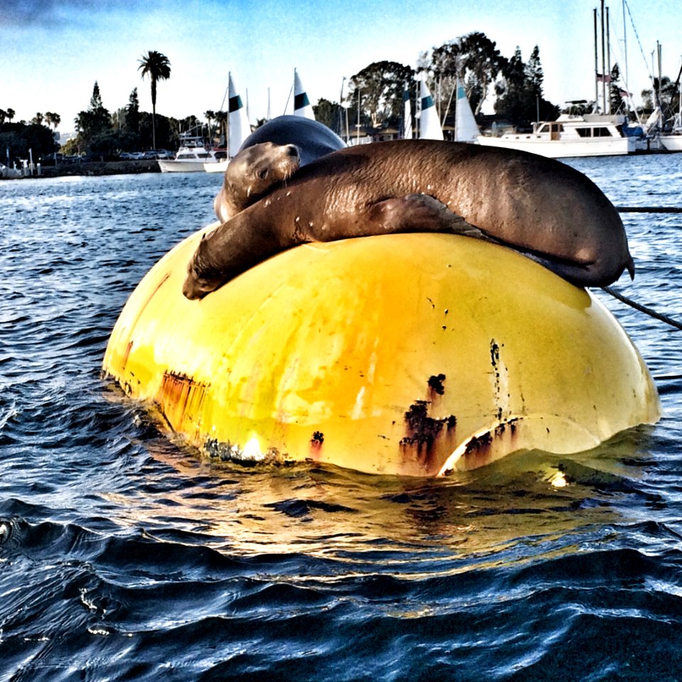 Mission bay, San diego, California