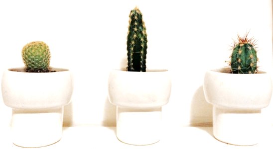 Thorns, White, Green