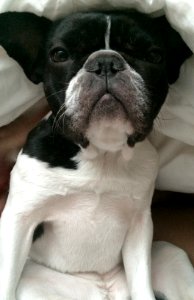 Frenchbulldog, French, Sleepy