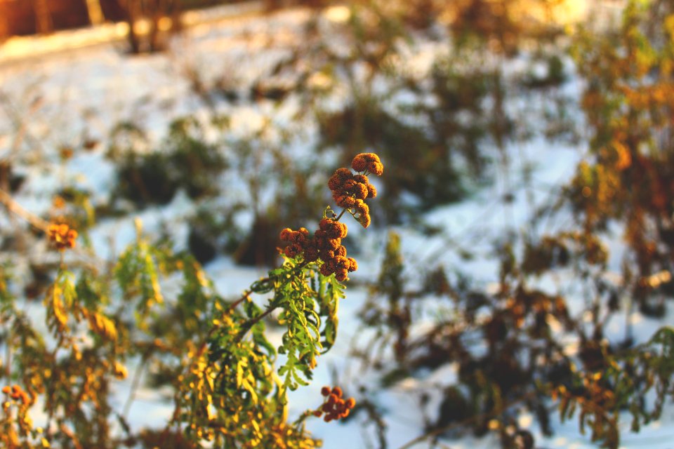 Saratov, Russia, Season change