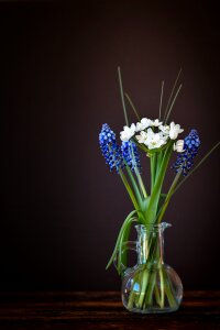 Leek flower white hyacinth photo