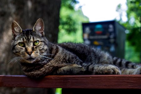 Focus, Eyes, Table