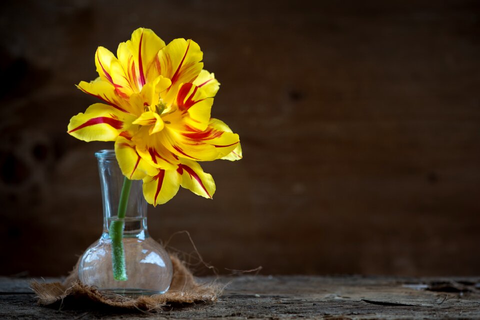 Bloom yellow red vase photo